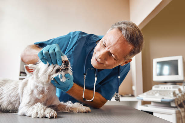 Best Weekend Emergency Dental Services in Cape Neddick, ME